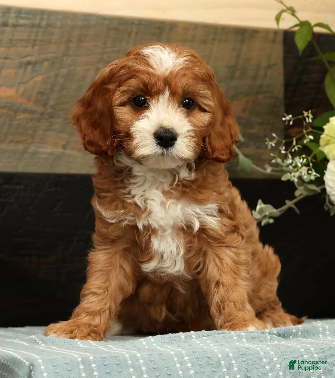 Cavapoo dogs for sale: Fifi - Ad 1