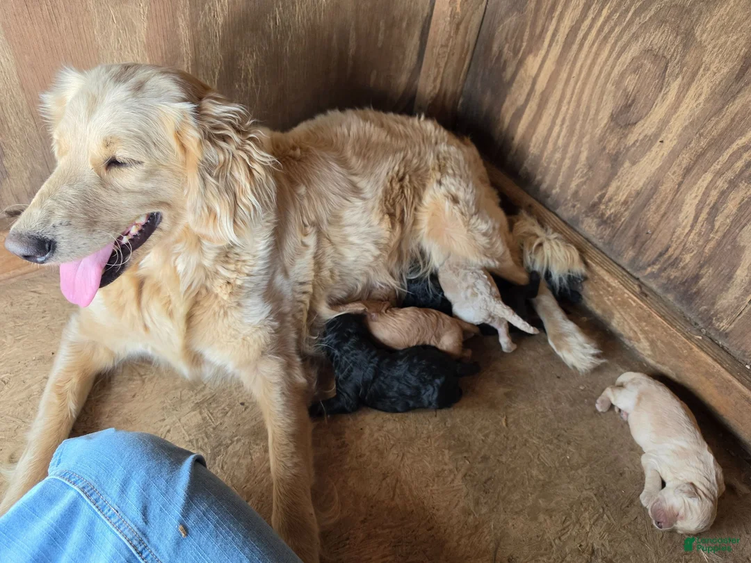 Goldendoodle dogs for sale: Goldendoodle 1 - Ad 2
