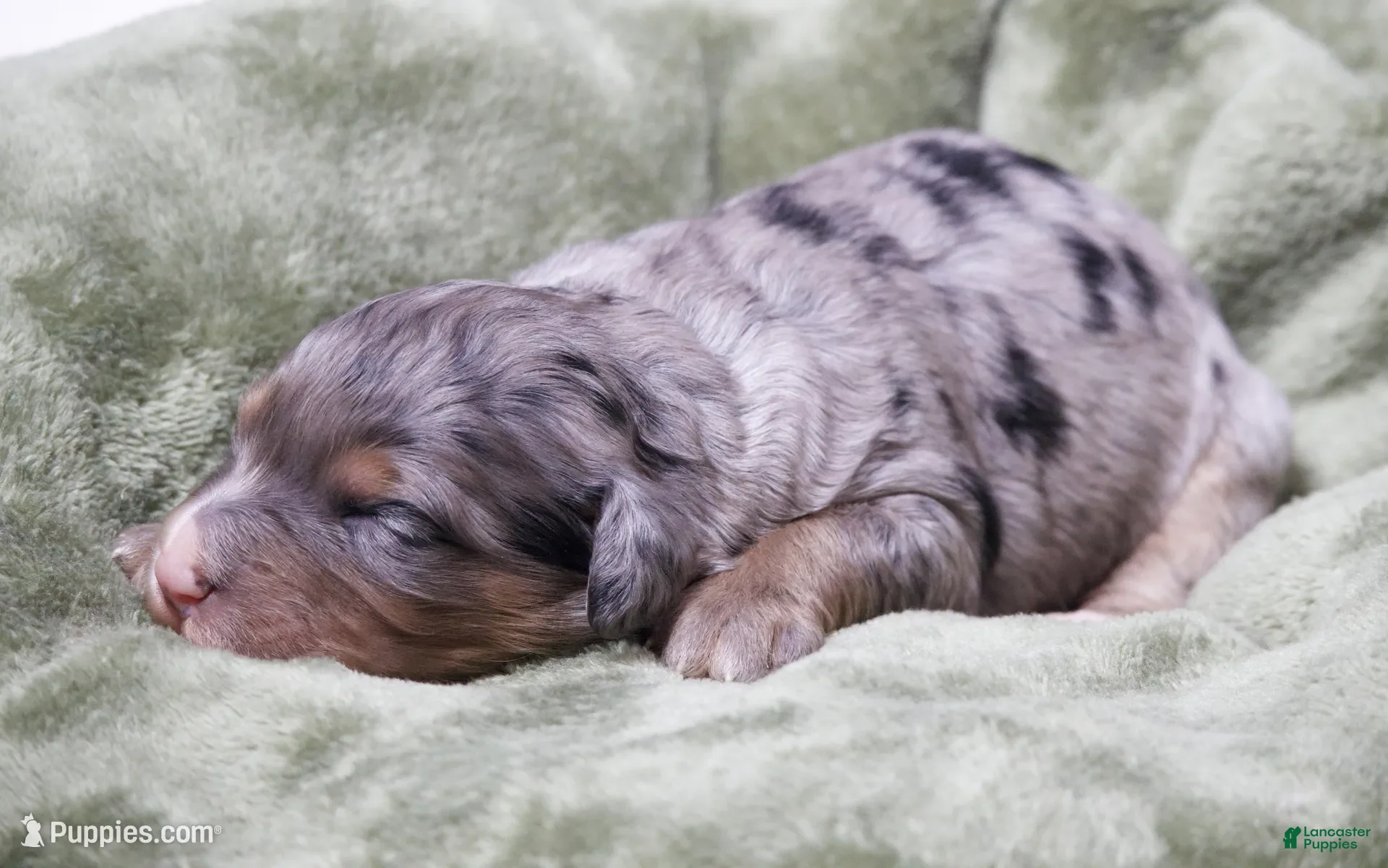 Mini Bernedoodle dogs for sale: Jenson  - Ad 2