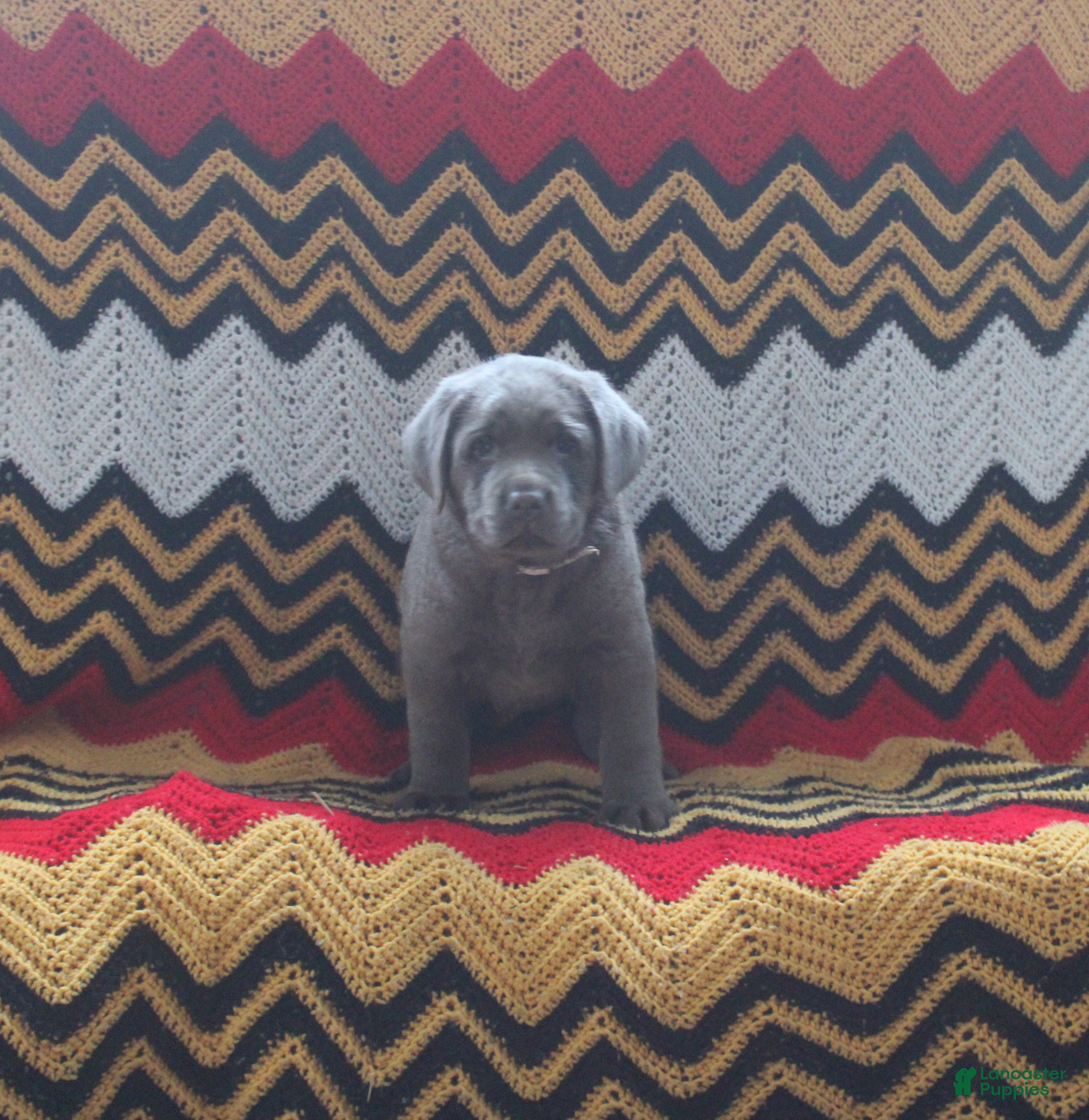 Labrador Retriever dogs Fido - Ad 42