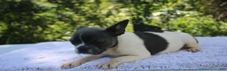 French Bulldog dogs for sale: JANICE-FLUFFY CARRIER (bottle baby) - Ad 4