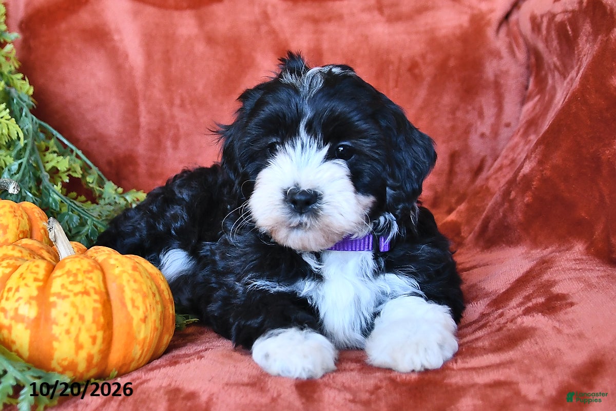 Aussiedoodle dogs Alexis  - Ad 2