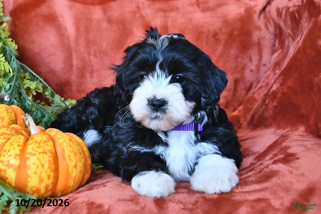 Aussiedoodle dogs for sale: Alexis  - Ad 2
