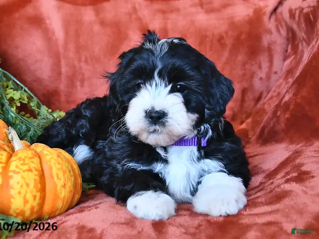 Aussiedoodle dogs Alexis - Ad 2