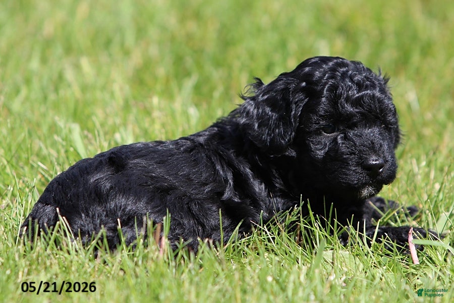 Miniature Poodle dogs Max - Ad 2