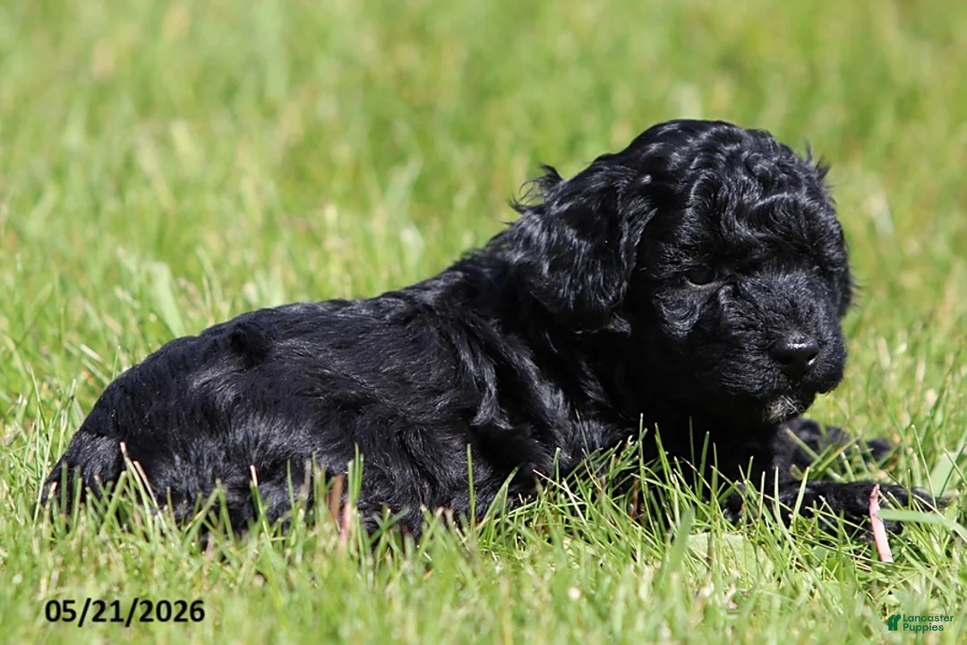 Miniature Poodle dogs for sale: Max - Ad 2