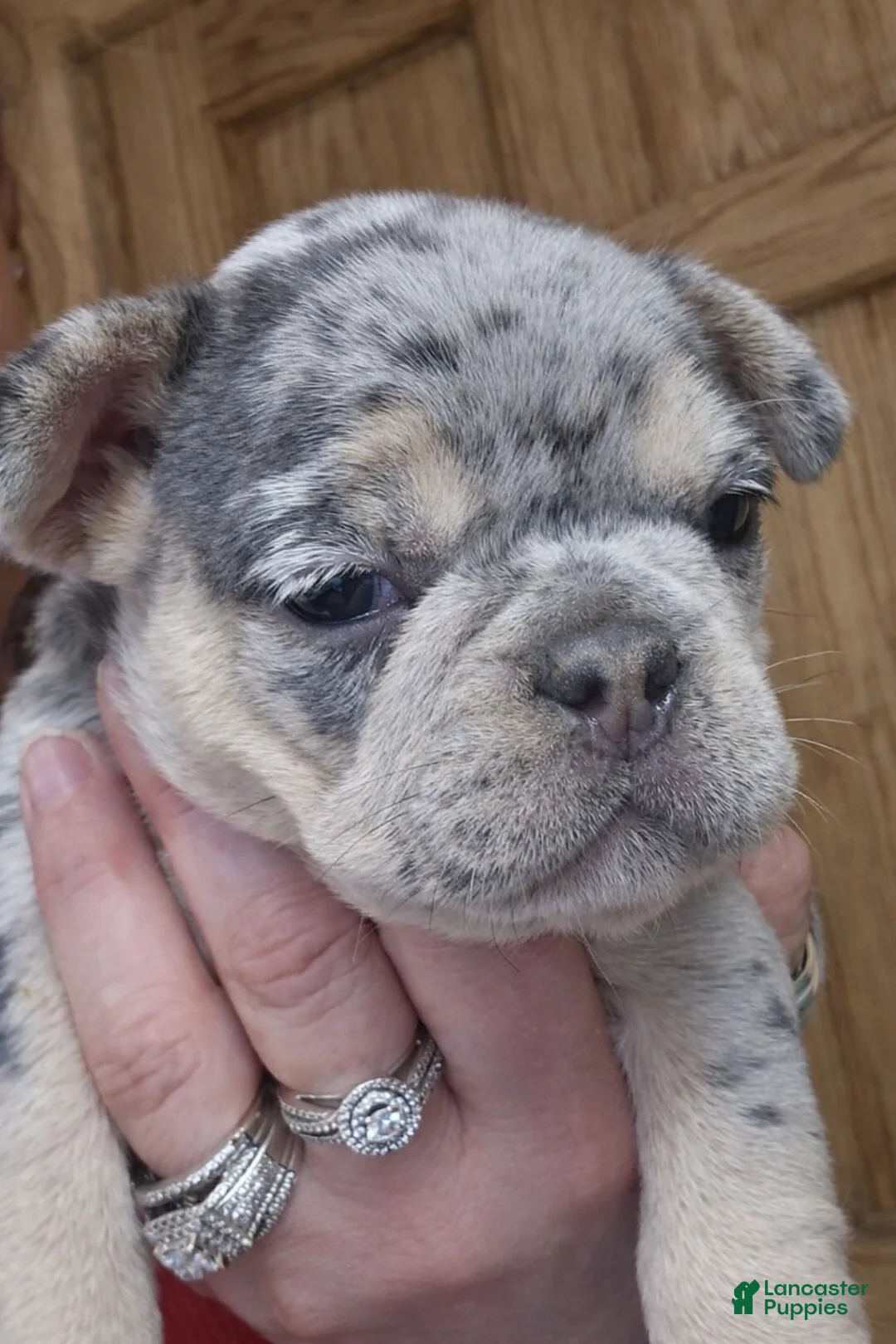 French Bulldog dogs for sale: Atlantis - Ad 6