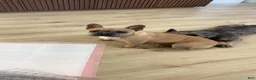 French Bulldog dogs for sale: Biggie - Ad 4