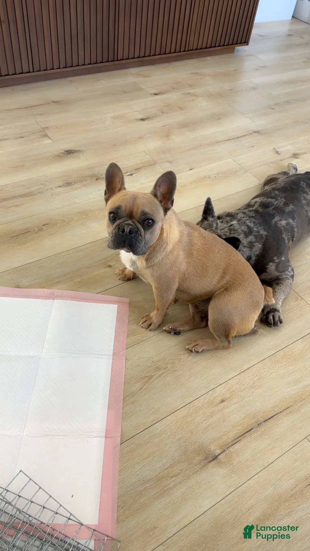 French Bulldog dogs for sale: Princess - Ad 2