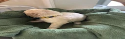 Mixed Breed dogs for sale: Yellow Collar - Ad 5