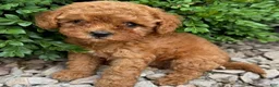 Cavapoo dogs for sale: Piper  - Ad 3