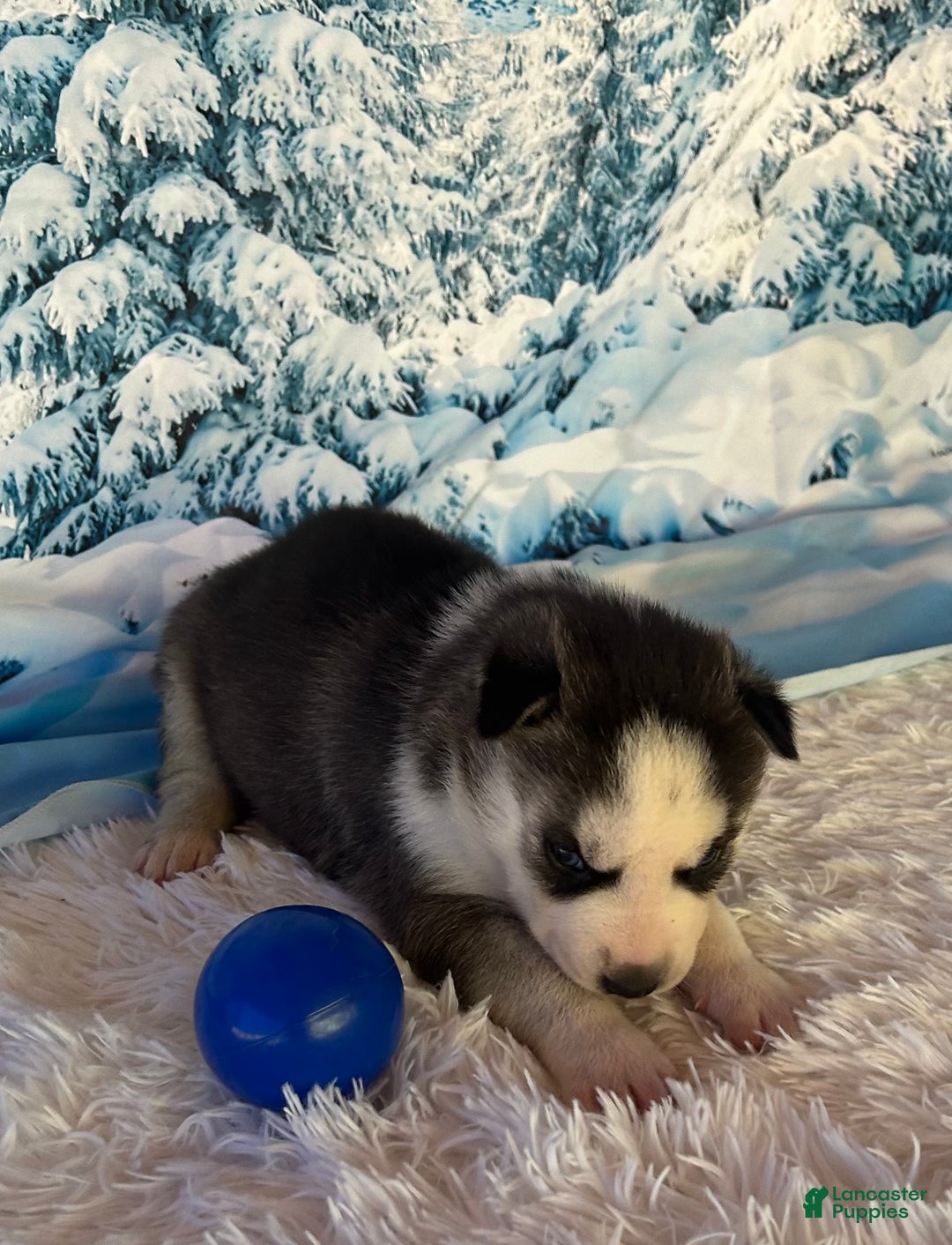 Siberian Husky dogs for sale: Zeus - Ad 5