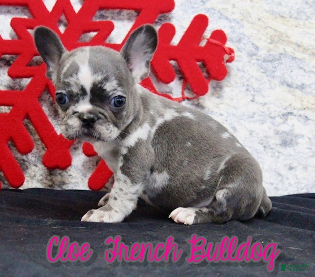 French Bulldog dogs for sale: Cloe - Ad 1