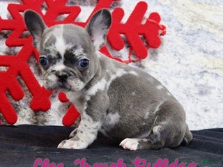 French Bulldog dogs Cloe - Ad 17