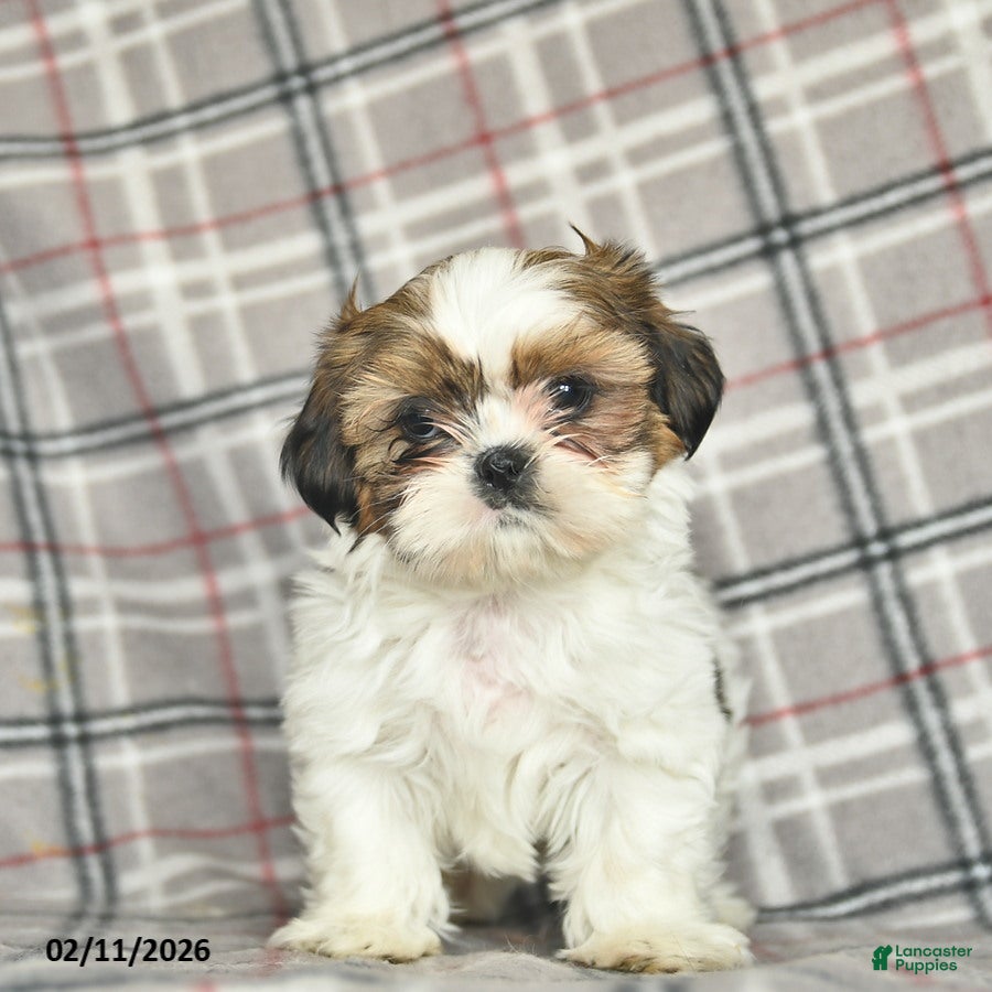 Shih Tzu dogs Victor  - Ad 27