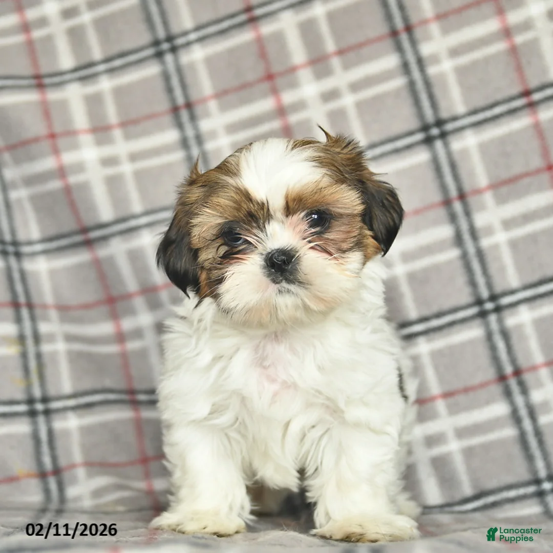 Shih Tzu dogs for sale: Victor  - Ad 1