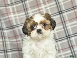 Shih Tzu dogs Victor - Ad 27