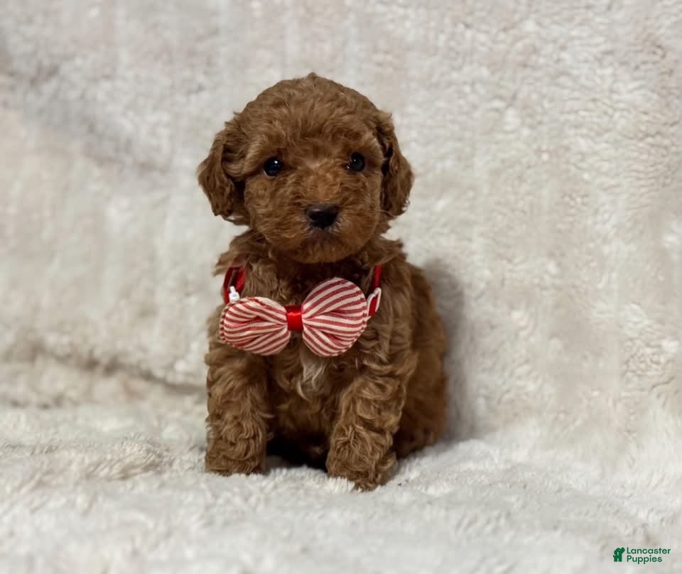 Cavapoo dogs for sale: Ralphie - Ad 36