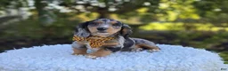 Miniature Dachshund dogs for sale: Trickster - Ad 3