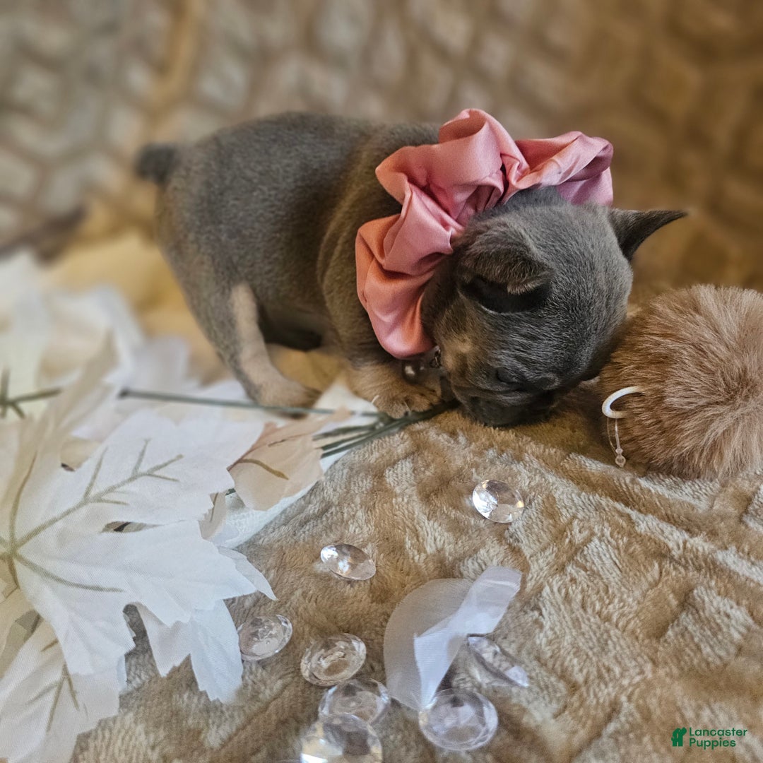 French Bulldog dogs for sale: Velour AKC Fluffy Carrier  - Ad 25