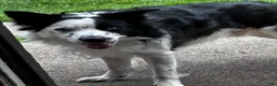 Border Collie dogs for sale: Border Collie 5 - Ad 8