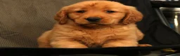 Golden Retriever dogs for sale: Ivory - Ad 6