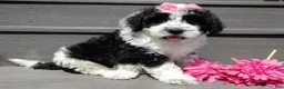 Sheepadoodle dogs for sale: Panda-MEDIUM - Ad 1