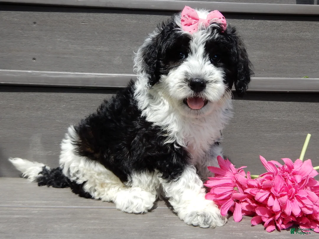 Sheepadoodle dogs for sale: Panda-MEDIUM - Ad 1