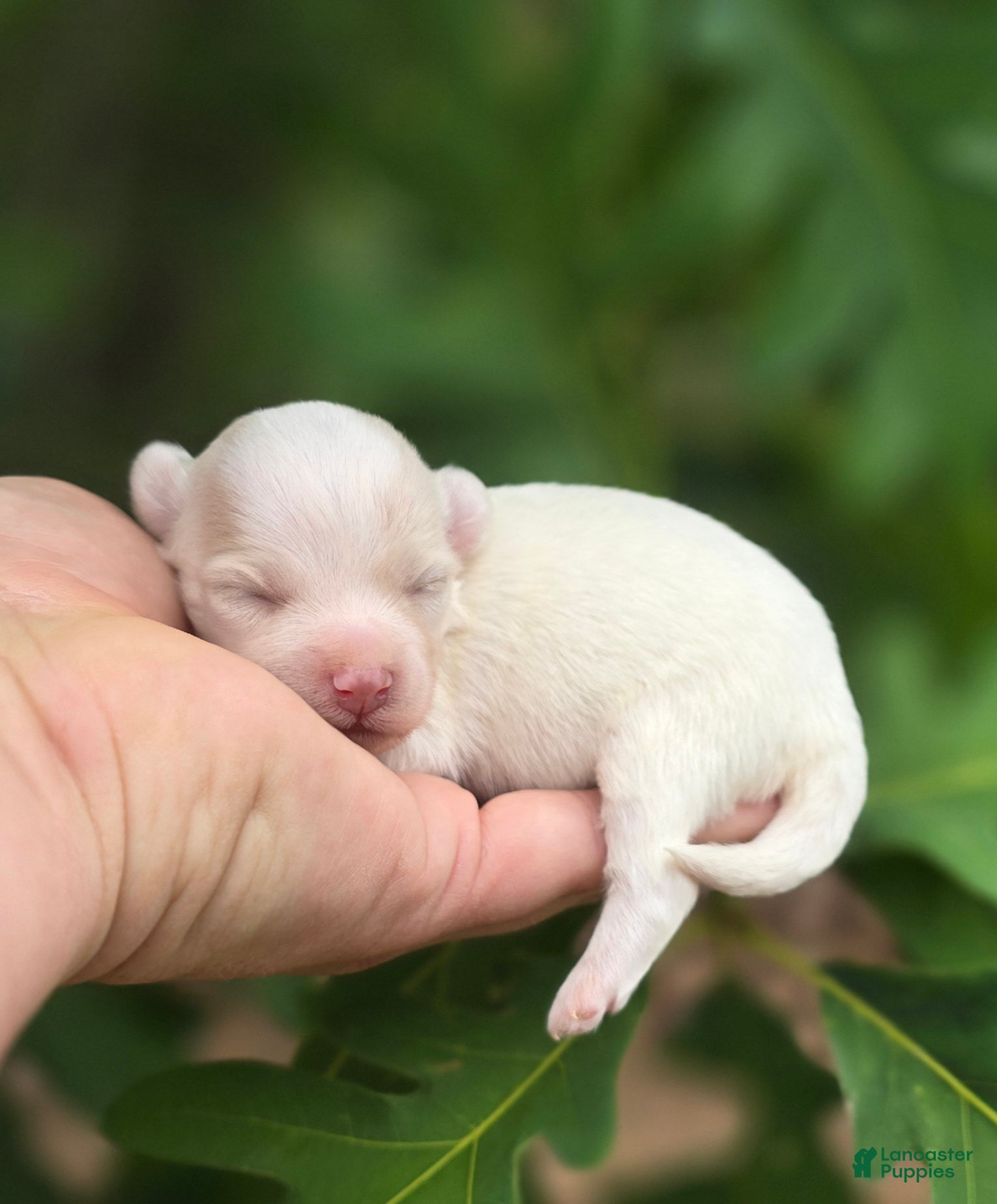 Mixed Breed dogs Blanca - Ad 1