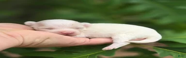 Blanca