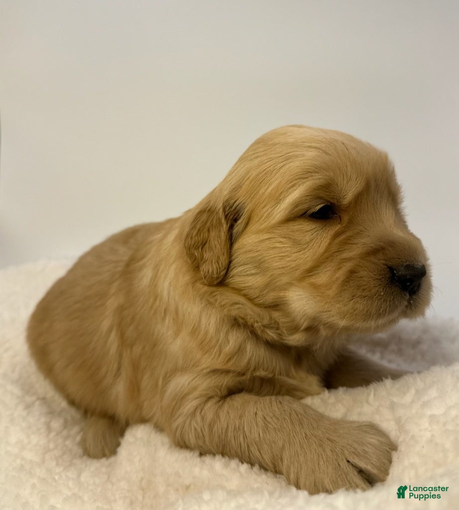 Golden Retriever dogs Boy 3 - Ad 2