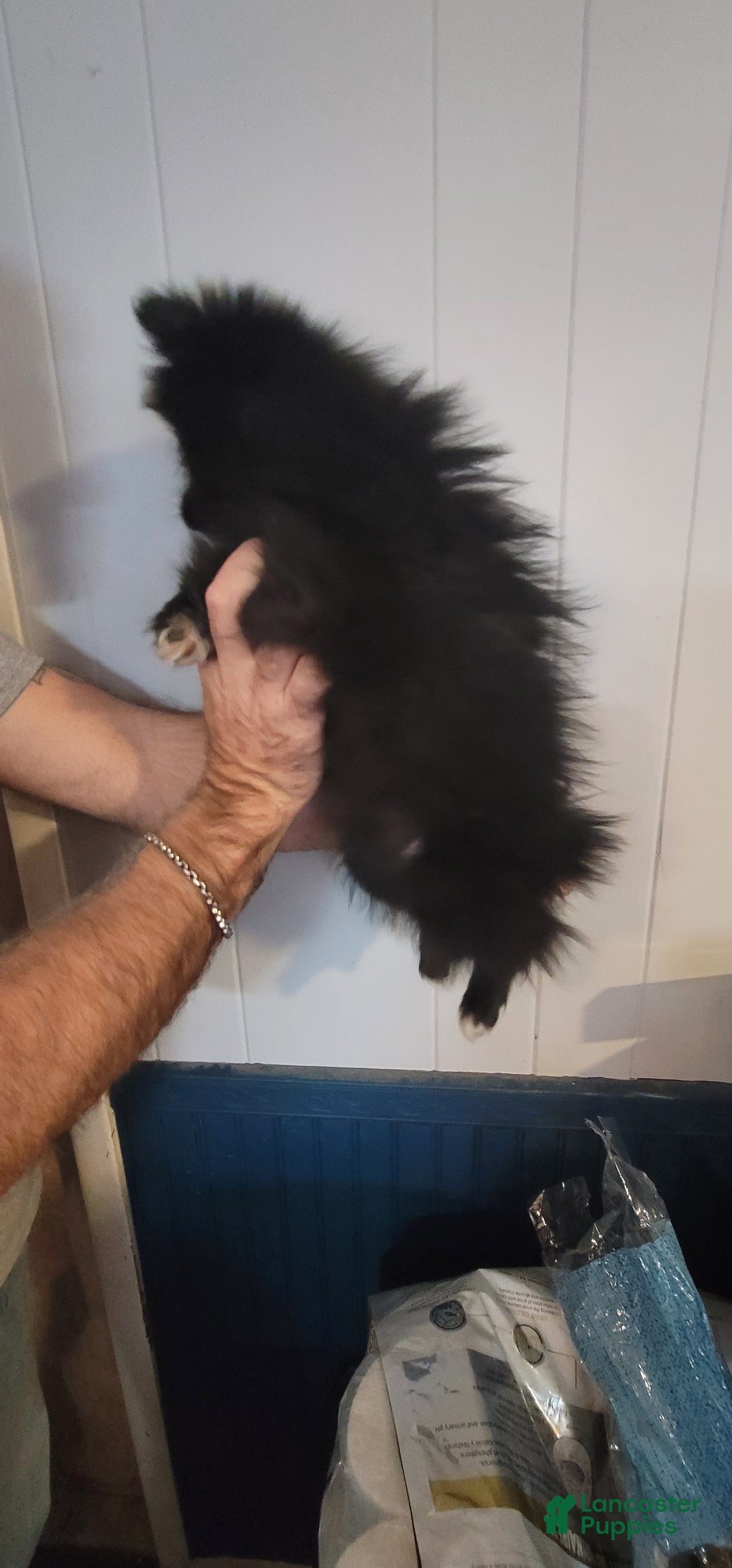 Pomeranian dogs for sale: Paula  - Ad 3