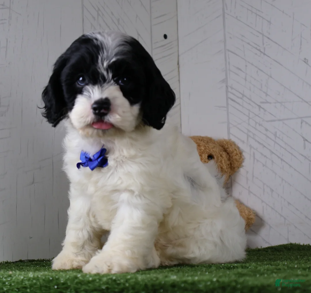 Cockapoo dogs for sale: Chip - Ad 2
