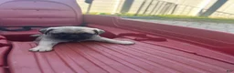 Pug dogs for sale: Tucker - Ad 3