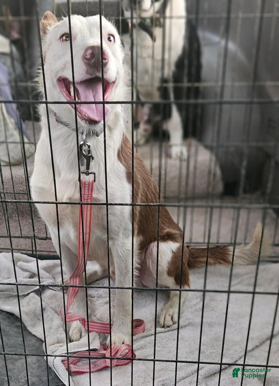 Border Collie dogs for sale: Border Collie Puppy 1 - Ad 5