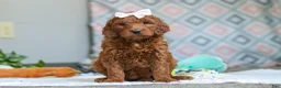 Goldendoodle dogs for sale: Clover - Ad 3
