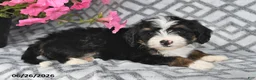 Mini Bernedoodle dogs for sale: Vicky - Ad 7