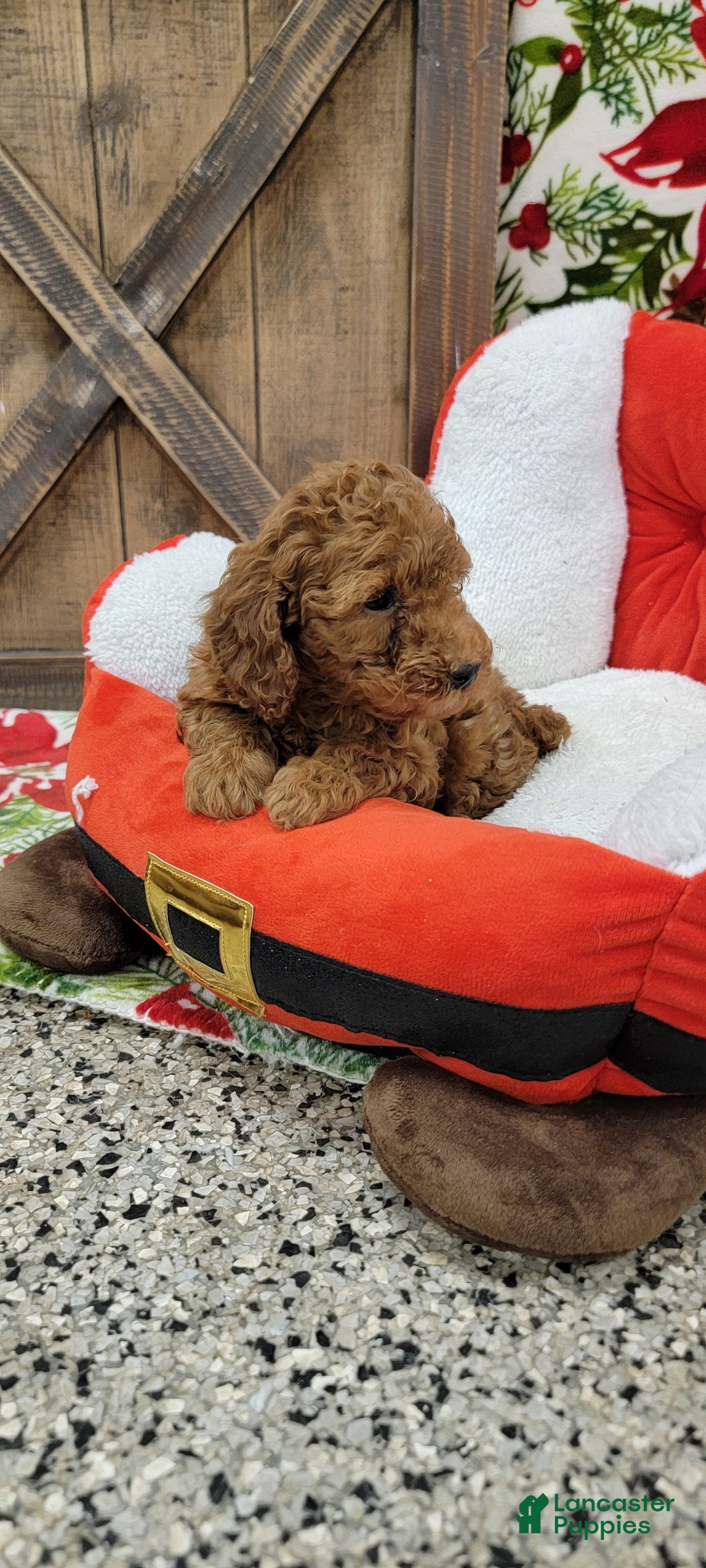 Toy Poodle dogs for sale: Myron - Ad 6