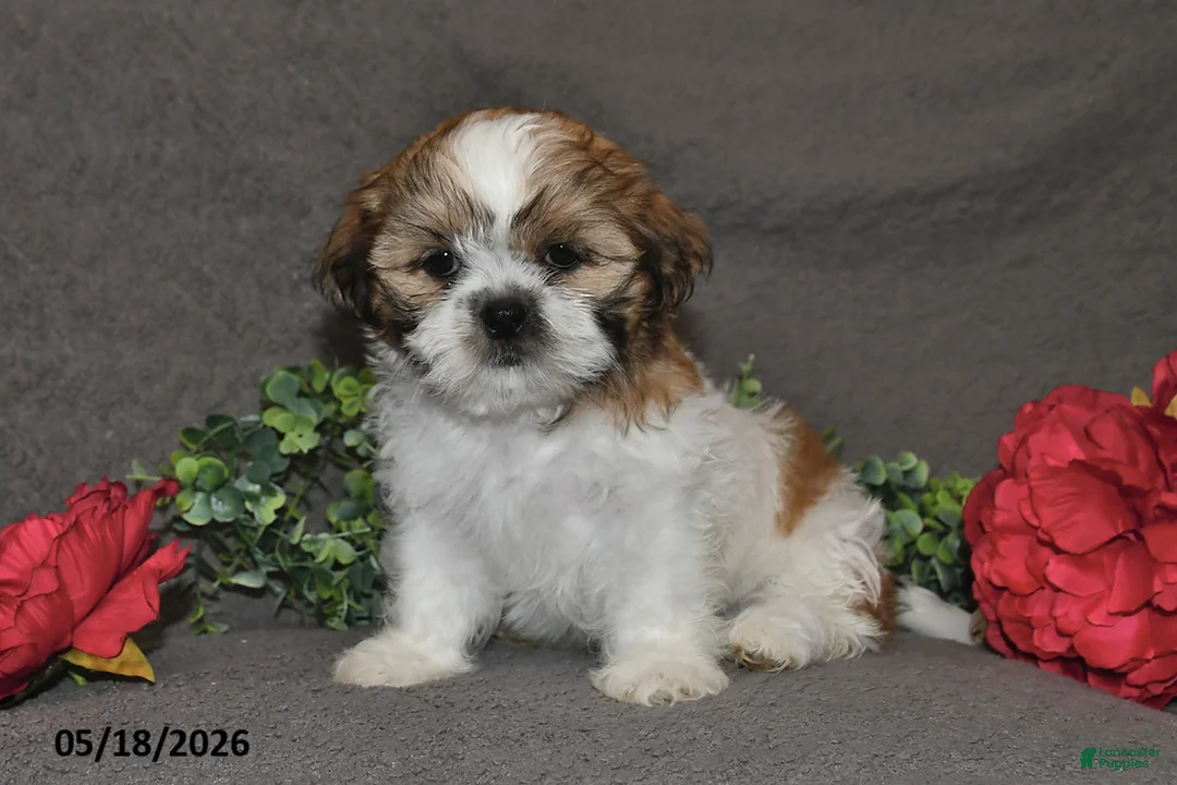 Shih Tzu dogs for sale: Jill - Ad 5