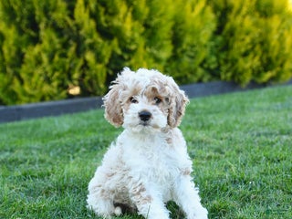 Cockapoo dogs - Ad 15