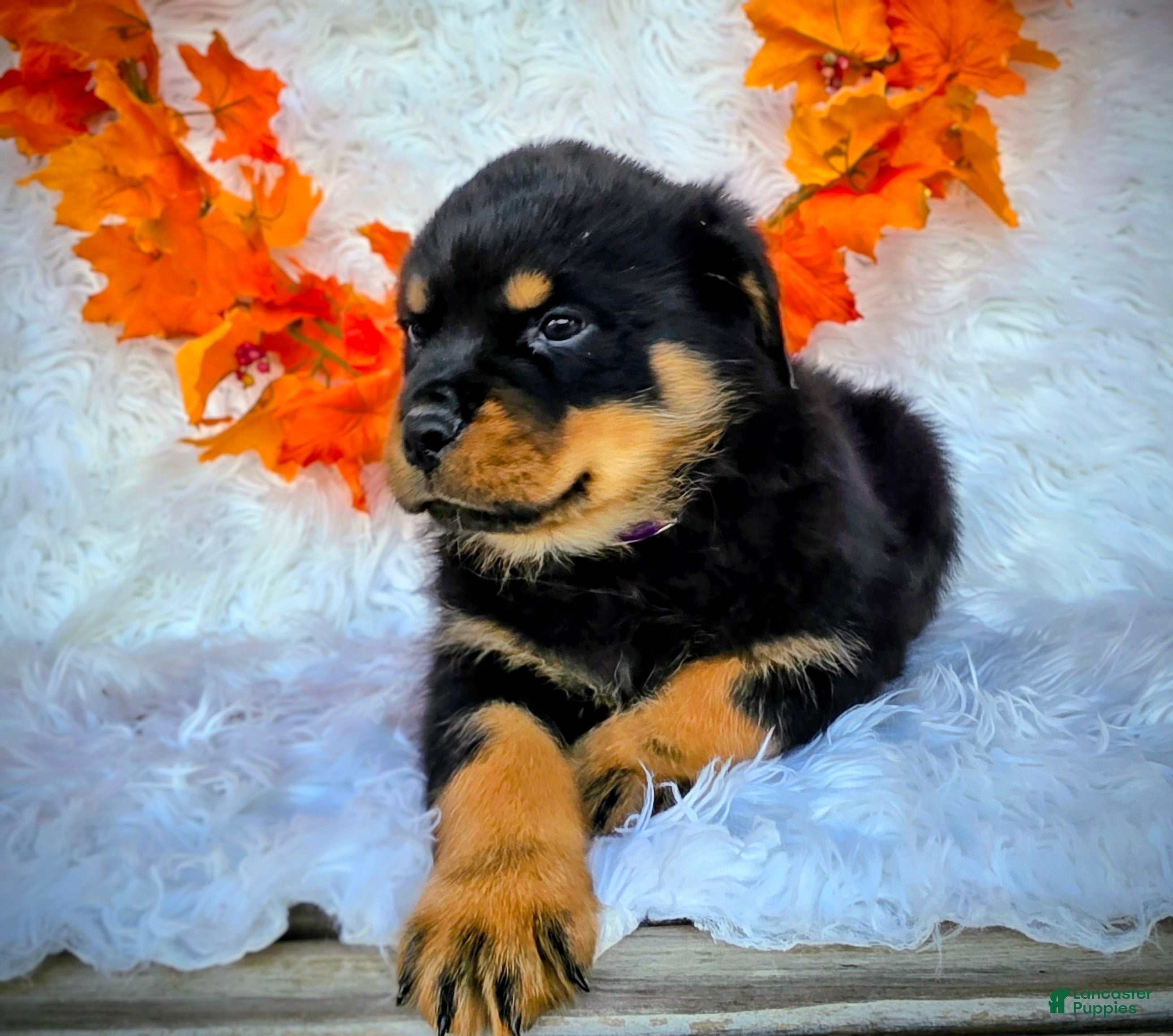 Rottweiler dogs Rottweiler Puppy 2 Daisy - Ad 36