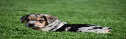 Beabull dogs for sale: Denver - Ad 16