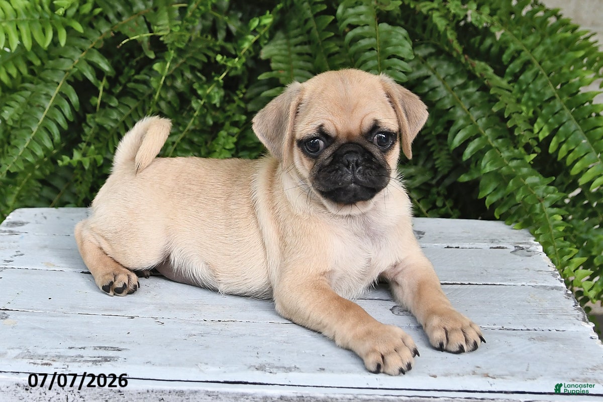 Pug dogs Emerson - Ad 1