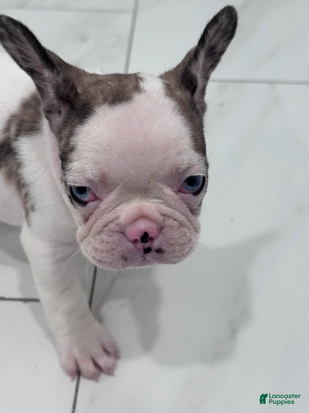 French Bulldog dogs for sale: French Bulldog Puppy 1 - Ad 6