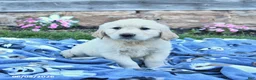 Golden Retriever dogs for sale: Bailey - Ad 2