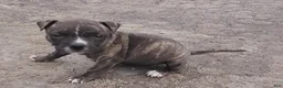 American Pit Bull Terrier dogs for sale: American Pit Bull Terrier 2 - Ad 7