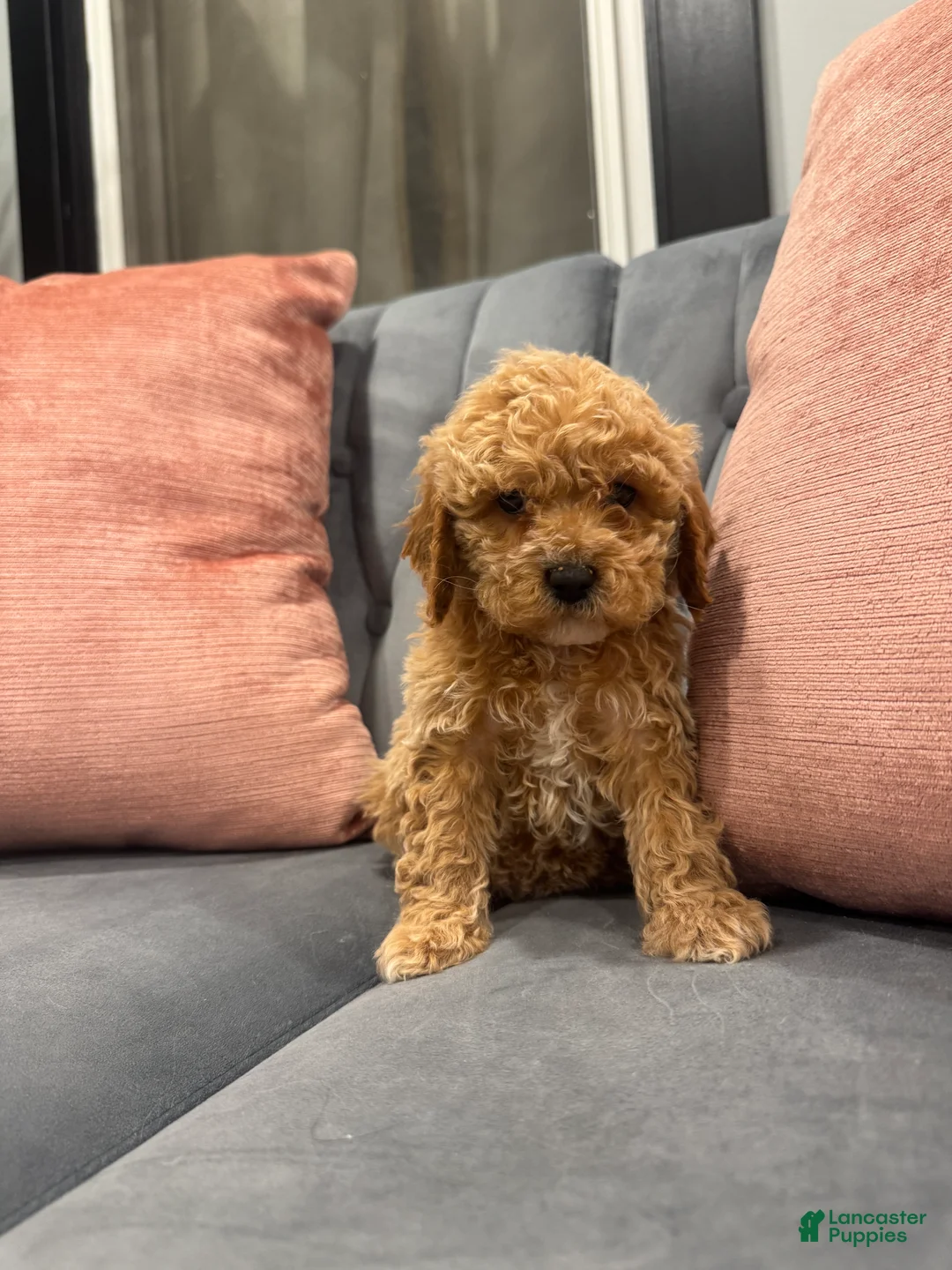 Cavapoo dogs for sale: Kali - Ad 4