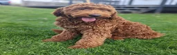 Goldendoodle dogs for sale: Ruby - Ad 17