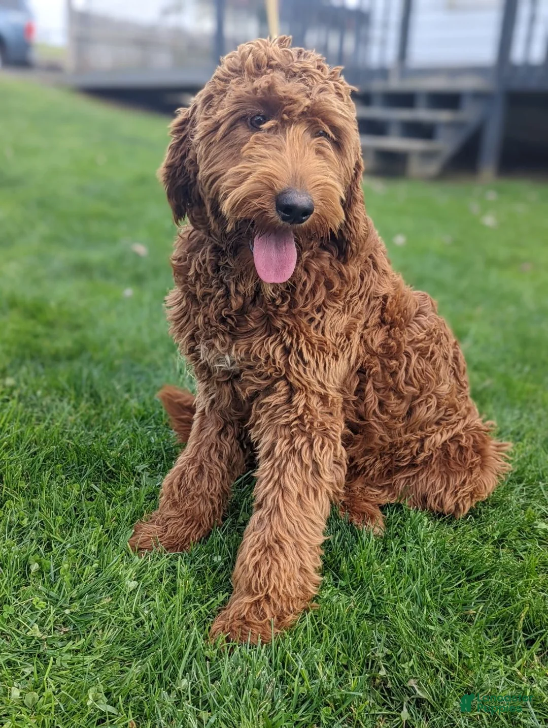 Goldendoodle dogs for sale: Ruby - Ad 17