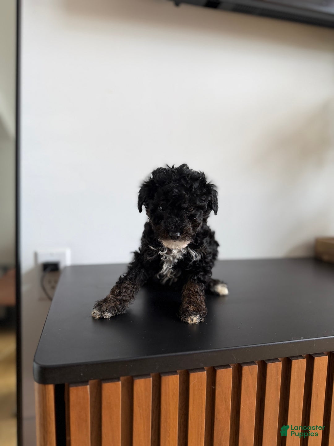 Toy Poodle dogs for sale: Danny teacup - Ad 2